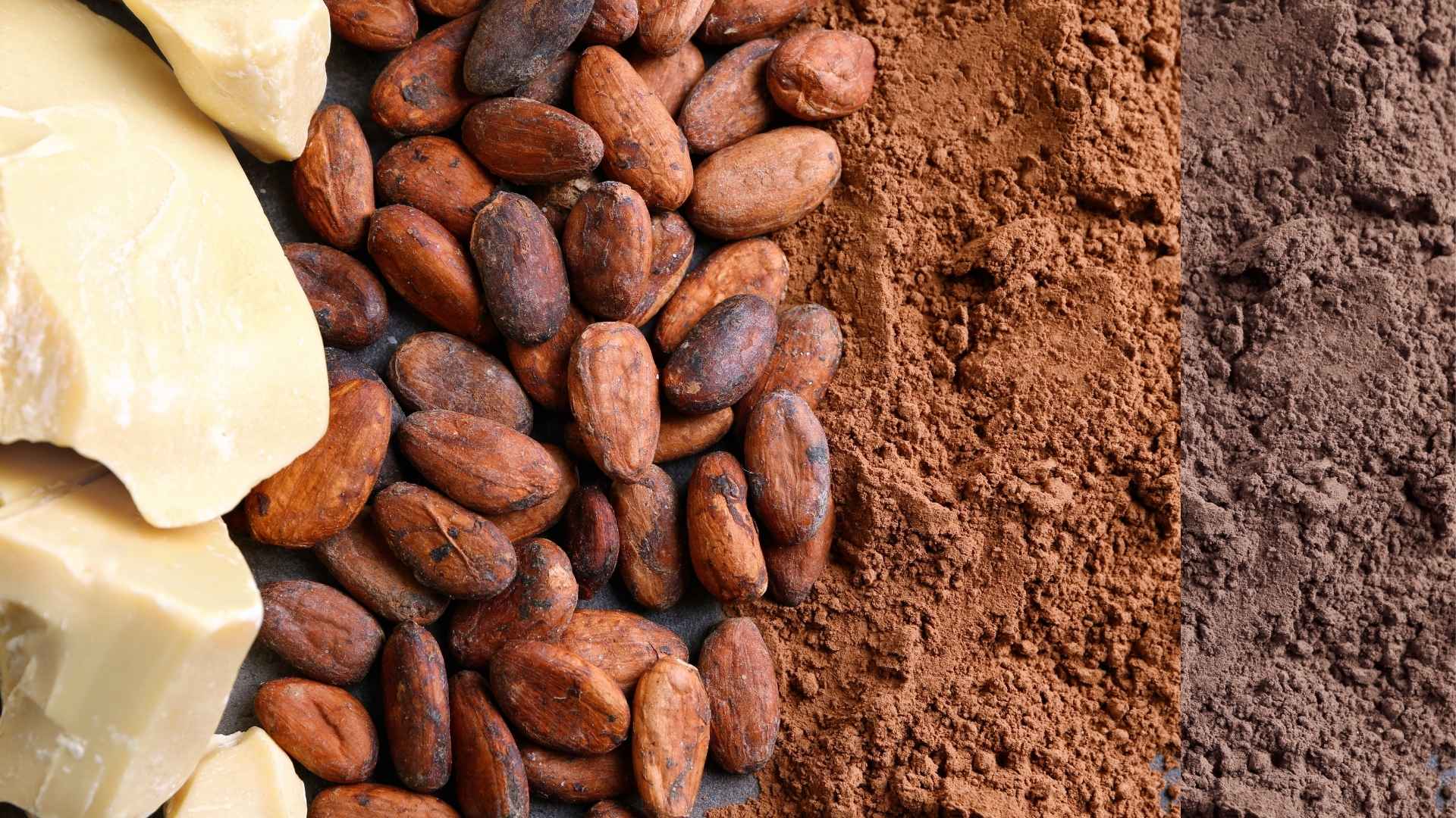 Cacao et Dérivés 2
